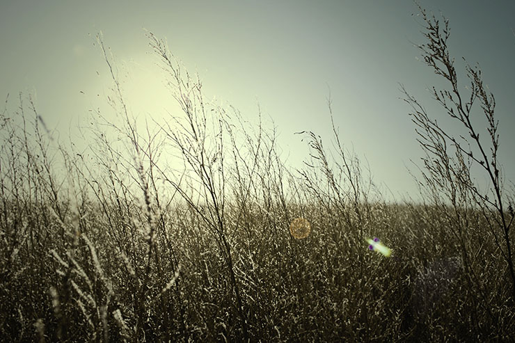 Free Stock Photography - Prairie No. 2